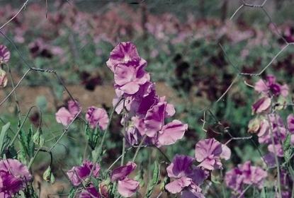 Picture of Sweet Pea - Leamington